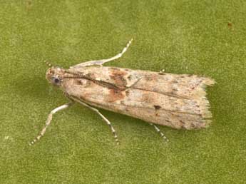 Ancylosis oblitella Z. adulte - Philippe Mothiron