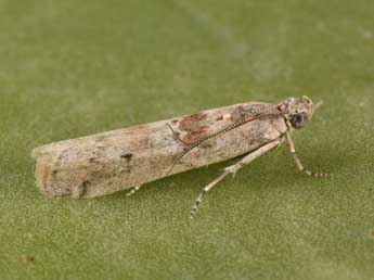 Ancylosis oblitella Z. adulte - Philippe Mothiron