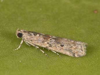 Ancylosis oblitella Z. adulte - Philippe Mothiron