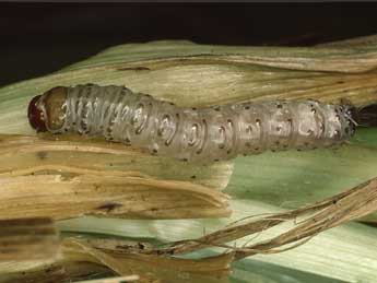  Chenille de Apamea oblonga Hw. - ©Kimmo Silvonen