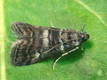 Acrobasis obtusella Hb. adulte - ©Andr Lantz