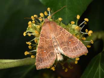 Cirrhia ocellaris Bkh. adulte - ©Philippe Mothiron