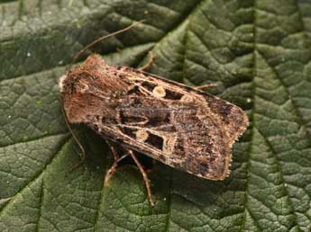 Chersotis ocellina D. & S. adulte - Philippe Mothiron