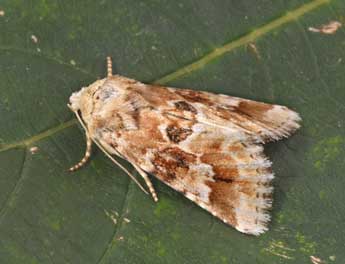 Eremobia ochroleuca D. & S. adulte - Philippe Mothiron