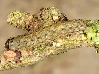  Chenille de Cryphia ochsi Brsn - ©Wolfgang Wagner, www.pyrgus.de