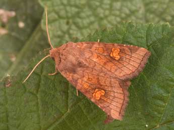 Amphipoea oculea L. adulte - Philippe Mothiron