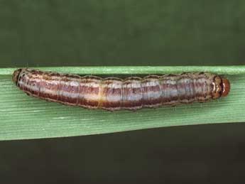  Chenille de Amphipoea oculea L. - ©Kimmo Silvonen