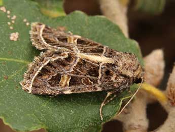 Leucochlaena oditis Gey. adulte - ©Lionel Taurand