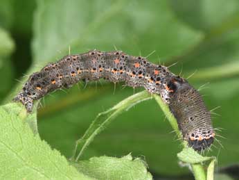  Chenille de Valeria oleagina D. & S. - Philippe Mothiron