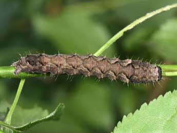  Chenille de Valeria oleagina D. & S. - Philippe Mothiron