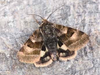 Heliothis ononis D. & S. adulte - Philippe Mothiron