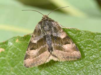 Heliothis ononis D. & S. adulte - Philippe Mothiron