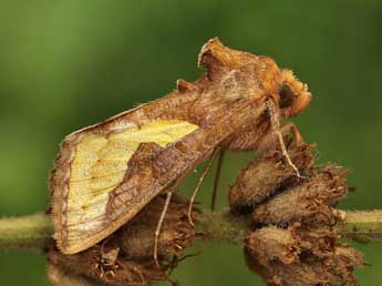 Thysanoplusia orichalcea F. adulte - Lionel Taurand