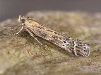 Pempeliella ornatella D. & S. adulte - Philippe Mothiron