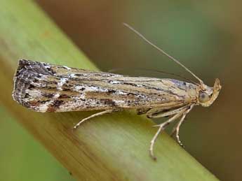 Pempeliella ornatella D. & S. adulte - ©Lionel Taurand