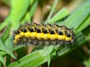  Chenille de Zygaena osterodensis Reiss - ©Stphane Grenier