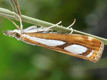 Catoptria osthelderi Latt. adulte - Friedmar Graf