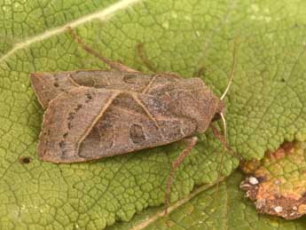 Mesogona oxalina Hb. adulte - Philippe Mothiron