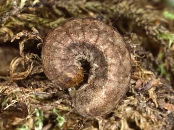  Chenille de Mesogona oxalina Hb. - Kimmo Silvonen