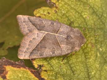 Mesogona oxalina Hb. adulte - ©Philippe Mothiron