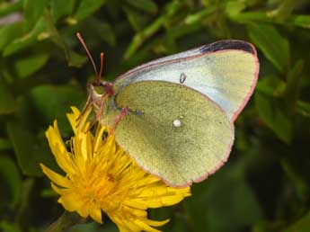 Colias palaeno L. adulte - Philippe Mothiron