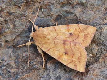 Enargia paleacea Esp. adulte - ©Lionel Taurand