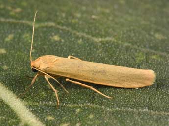 Indalia pygmaeola Dbld. adulte - Philippe Mothiron