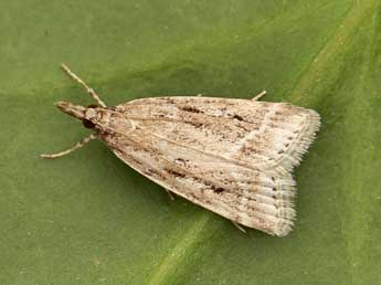 Eudonia pallida Curt. adulte - ©Lionel Taurand