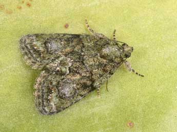 Cryphia pallida Bthune adulte - Philippe Mothiron