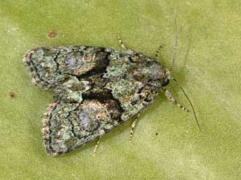 Cryphia pallida Bthune adulte - Philippe Mothiron