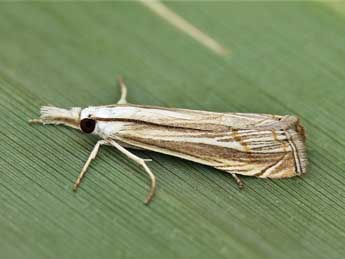 Mesocrambus pallidellus Dup. adulte - ©Lionel Taurand