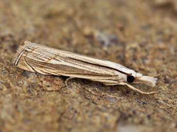 Mesocrambus pallidellus Dup. adulte - ©Lionel Taurand