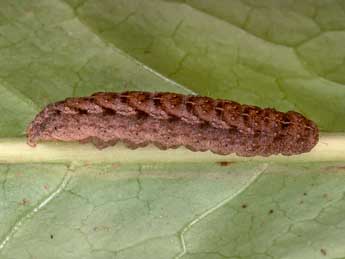  Chenille de Athetis pallustris Hb. - ©Kimmo Silvonen