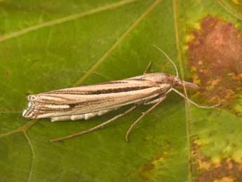 Ancylolomia palpella D. & S. adulte - Philippe Mothiron