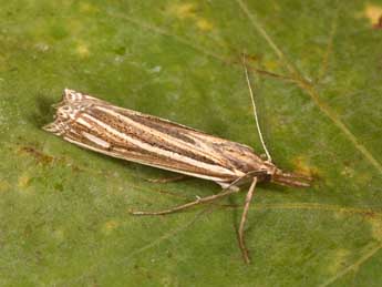 Ancylolomia palpella D. & S. adulte - Philippe Mothiron