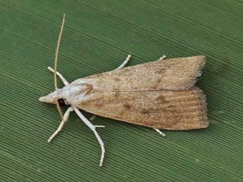 Calamotropha paludella Hb. adulte - Lionel Taurand