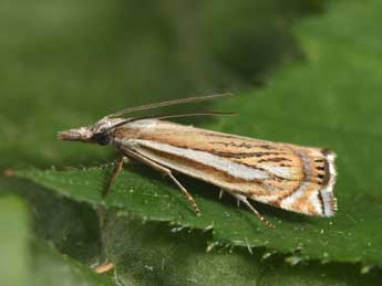 Crambus palustrellus Rag. adulte - Philippe Mothiron