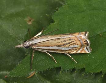 Crambus palustrellus Rag. adulte - ©Philippe Mothiron