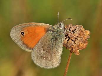 Coenonympha pamphilus L. adulte - ©Lionel Taurand