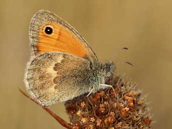 Coenonympha pamphilus L. adulte - ©Lionel Taurand