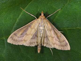 Paratalanta pandalis Hb. adulte - Philippe Mothiron