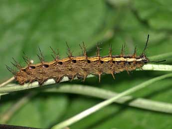  Chenille de Argynnis paphia L. - Lionel Taurand