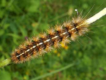  Chenille de Ocnogyna parasita Hb. - Emmanuelle Champion