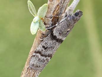 Ephestia parasitella Stgr adulte - ©Friedmar Graf