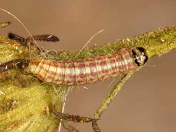  Chenille de Eublemma parva Hb. - ©Wolfgang Wagner, www.pyrgus.de