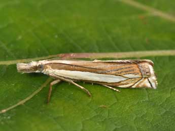 Crambus pascuella L. adulte - Philippe Mothiron