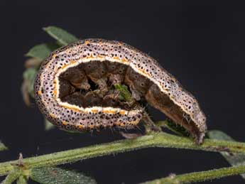  Chenille de Lygephila pastinum Tr. - Kimmo Silvonen