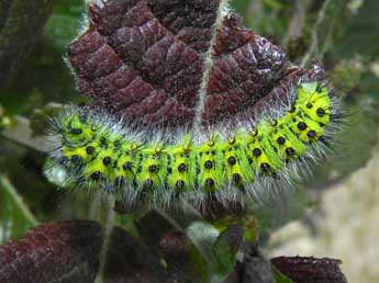  Chenille de Saturnia pavonia L. - Philippe Mothiron