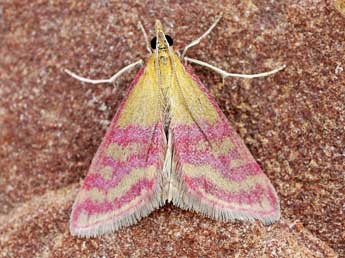 Pyrausta pellicalis Stgr adulte - Friedmar Graf