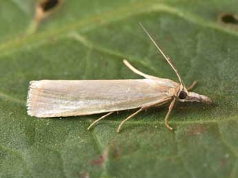 Crambus perlellus Scop. adulte - ©Philippe Mothiron